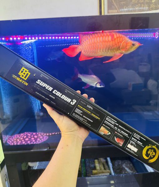 Đèn Mayin Super Color 3 – Đỉnh Cao Chiếu Sáng Cho Cá Rồng Huyết Long