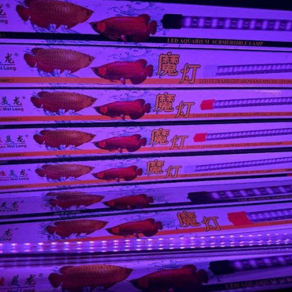 Đèn XML Pha Lê Công Suất Cao Màu Hồng – Tăng Tốc Quá Trình Tanning Huyết Long