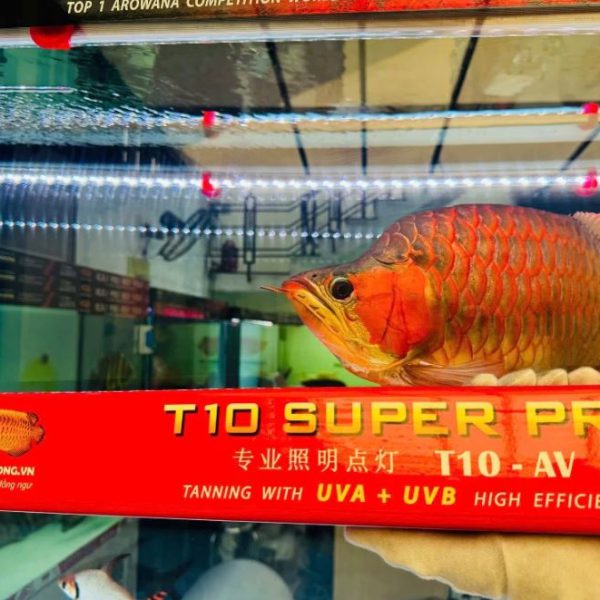 Đèn T10 AV SUPER PRO 2025 – Đèn Đỏ Cá Không Đỏ Nước, Tanning Cá Huyết Long Tuyệt Đỉnh