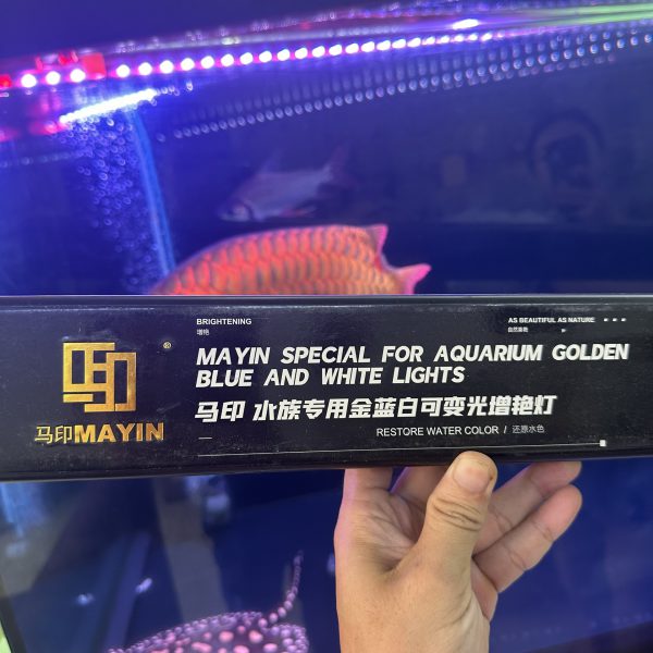 Đèn MAYIN màu VÀNG cho Kim Long quá bối