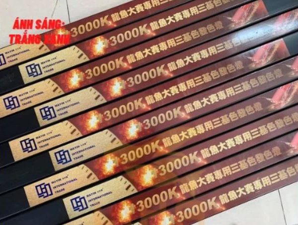 Đèn MAYIN Tanning T5 – Bí Quyết Lên Màu Tự Nhiên Cho Cá Rồng
