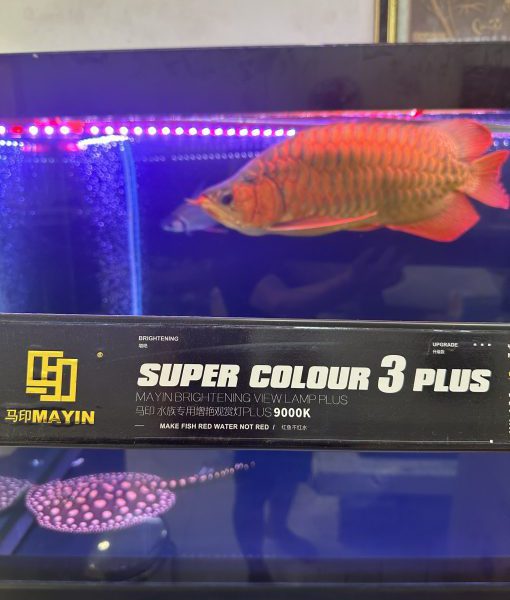 Đèn Mayin Super Color 3 Plus – Đột Phá Mới Cho Tanning Cá Huyết Long