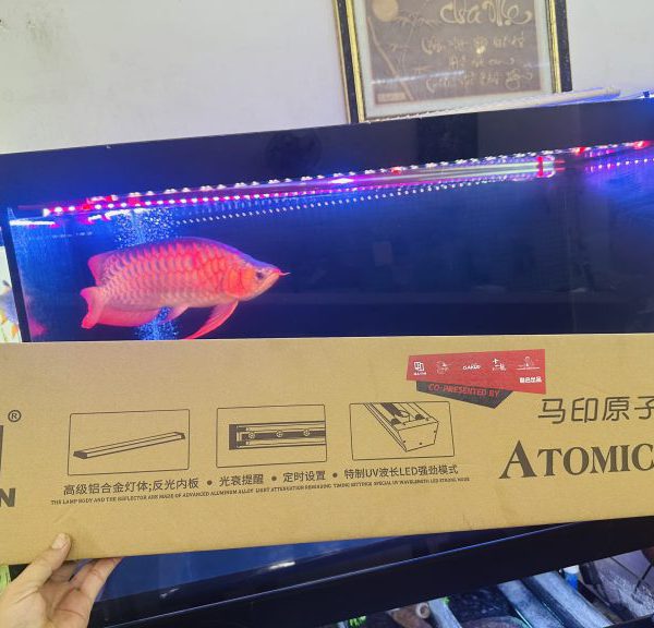 Đèn Máng MAYIN Atomic Light – Giải Pháp Tanning/Pom Đỉnh Cao Cho Cá Rồng
