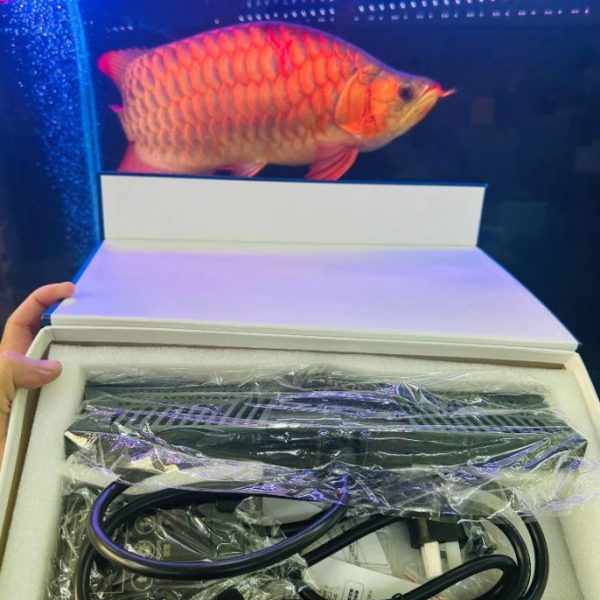 Sưởi SQG Cao Cấp Biến Tần – Tiết Kiệm Điện, Bảo Vệ Cá Rồng Tối Ưu